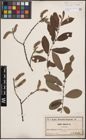 Foto von Salix cinerea L.